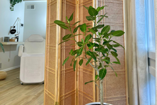 Green plant against rattan divider in the studio